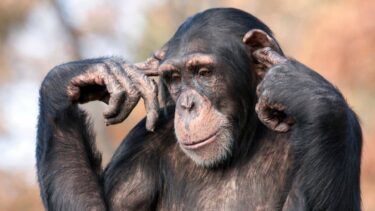 【チンパンジー】売れない人のよくある間違い(中村司)